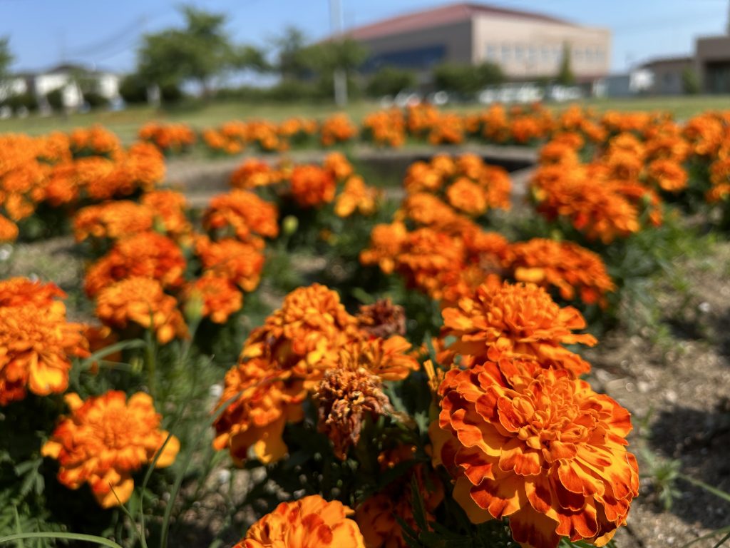 恵み野２丁目公園 [マリーゴールド] 2023.06.07(水)