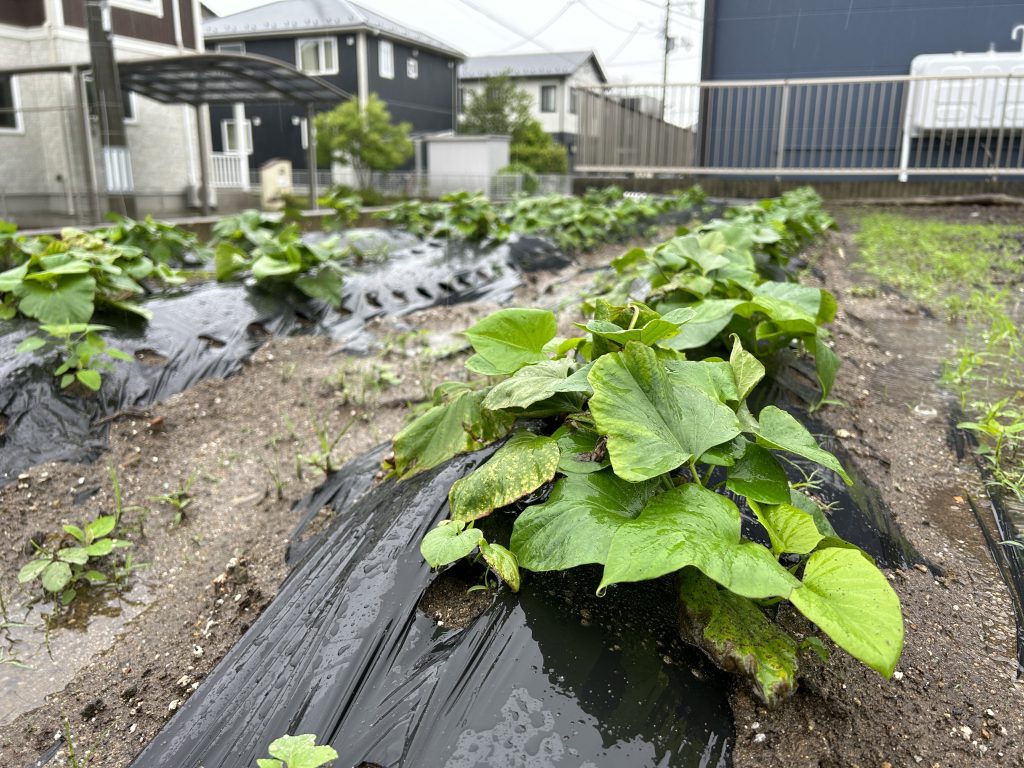 みんなのさつまいも畑 [鳴門金時] 2023.06.16(金)