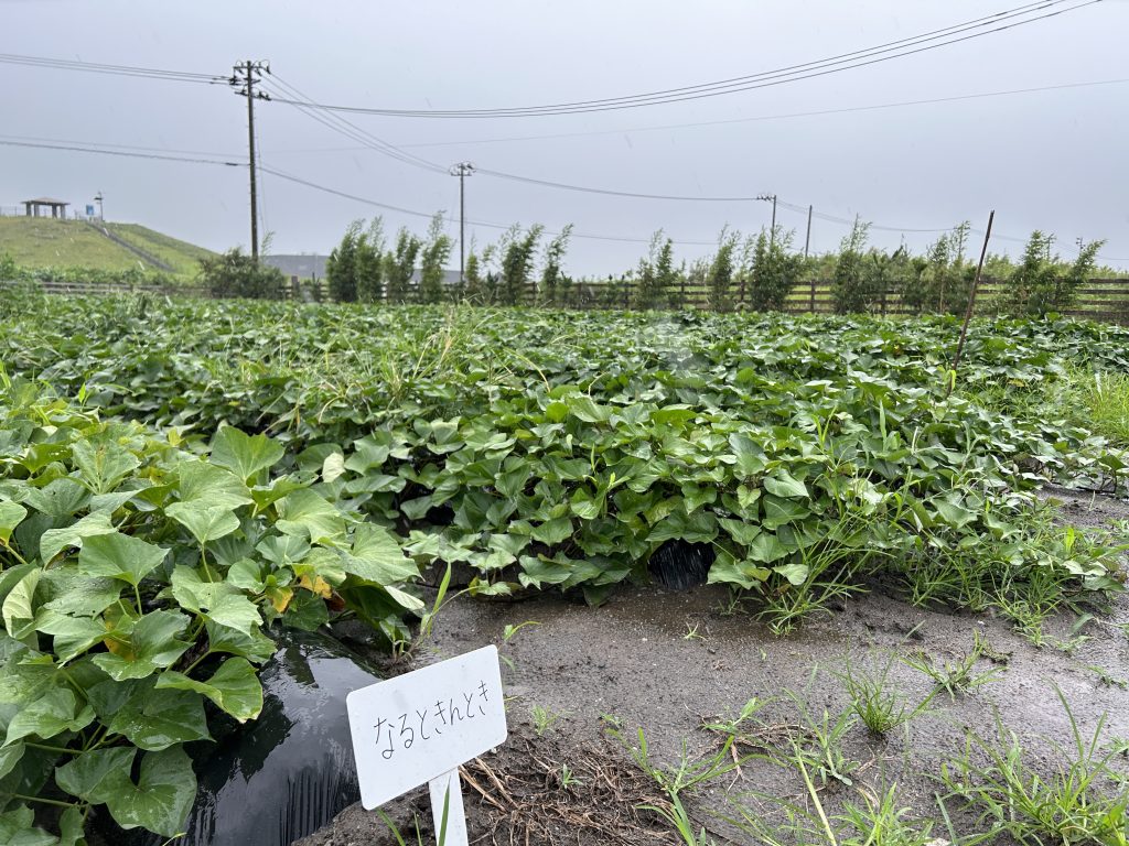 ひまわり農園 さつまいも畑 2023.07.19(水)