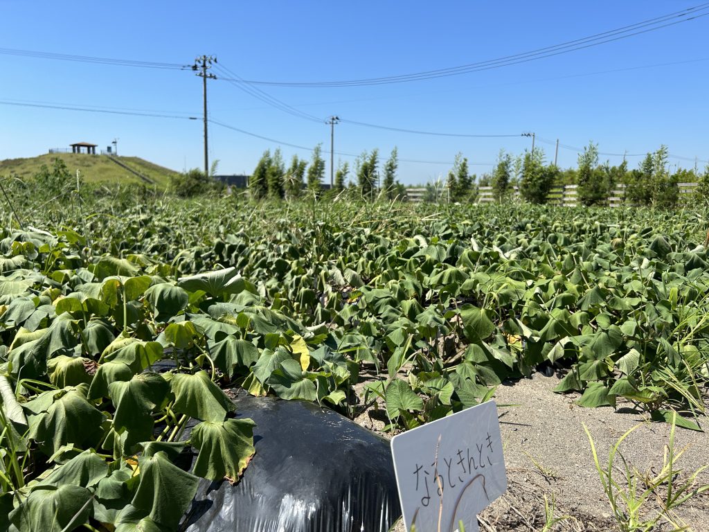 ひまわり農園 さつまいも畑 2023.07.28(金)