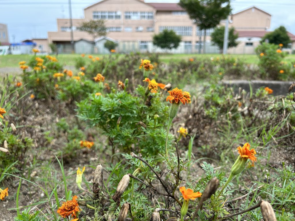 恵み野２丁目公園 [マリーゴールド] 2023.09.08(金)