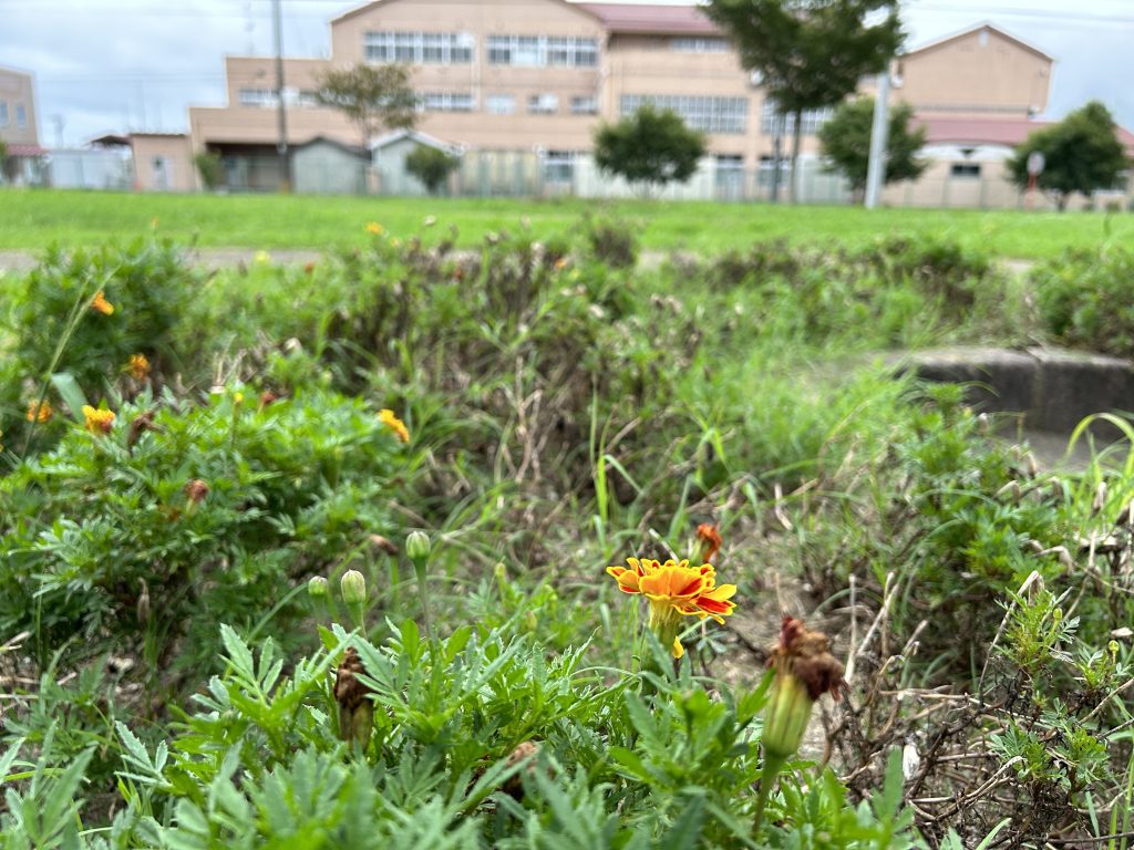 恵み野２丁目公園 [マリーゴールド] 2023.09.15(金)